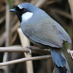 Pterorhinus chinensis