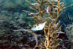 Scobinichthys granulatus