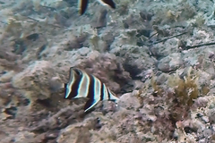 Chelmonops curiosus