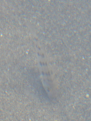 Fossorochromis rostratus