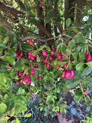 Syzygium australe