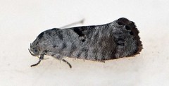 Eupselia carpocapsella