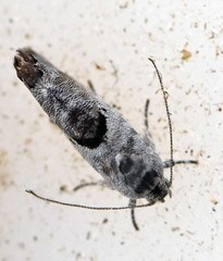 Eupselia carpocapsella