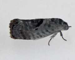 Eupselia carpocapsella