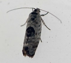 Eupselia carpocapsella