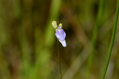Utricularia caerulea