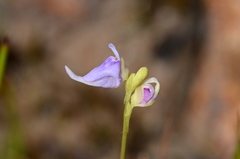 Utricularia caerulea