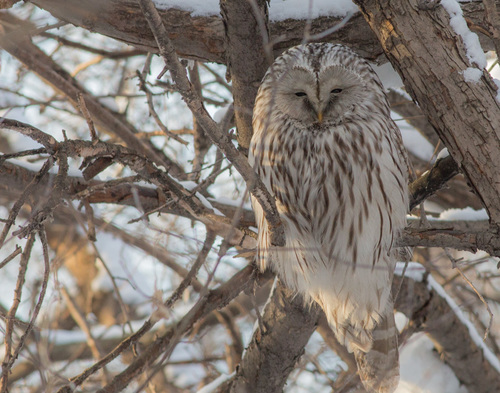 Ural Owl