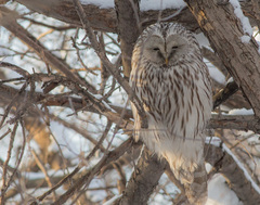 Ural Owl photo 5