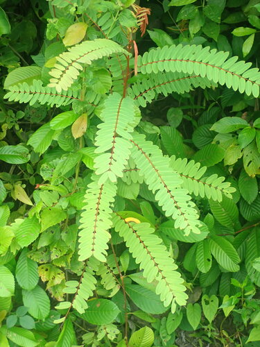 Phyllanthus pulcher, photograph 5