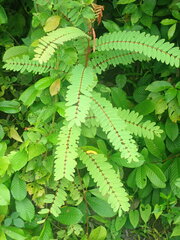 (c) Nanna Joubert, some rights reserved (CC BY-SA) Phyllanthus pulcher, photograph (c) Nanna Joubert, some rights reserved (CC BY-SA)