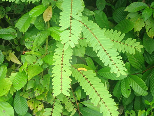 Phyllanthus pulcher, photograph 4