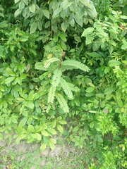 Phyllanthus pulcher, photograph (c) Nanna Joubert, some rights reserved (CC BY-SA)