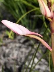 Disa gladioliflora gladioliflora