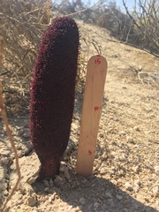 Cynomorium coccineum