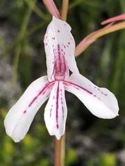Disa gladioliflora gladioliflora
