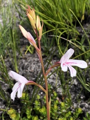 Disa gladioliflora gladioliflora