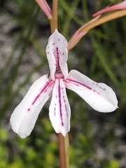 Disa gladioliflora gladioliflora