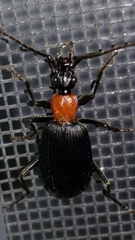Galerita collaris