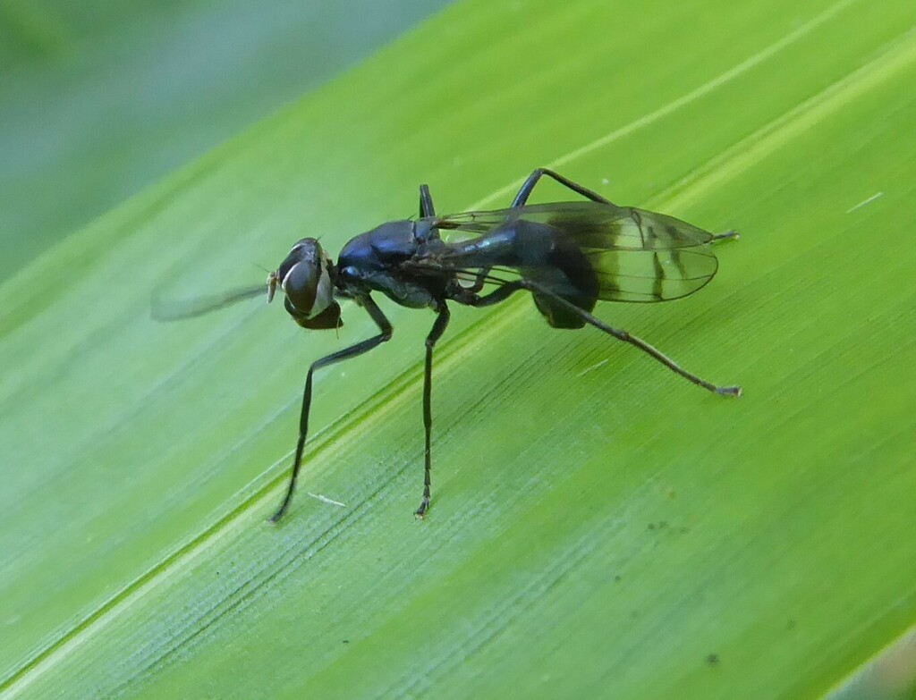 Xenaspoides