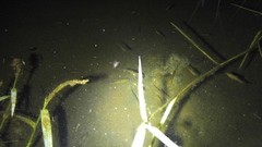 Barbodes semifasciolatus