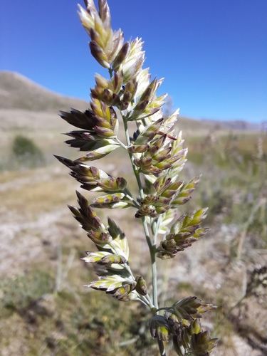Poa tibetica