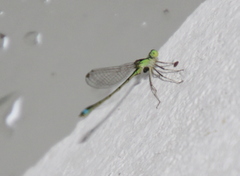 Argentagrion ambiguum