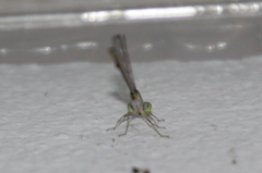 Argentagrion ambiguum