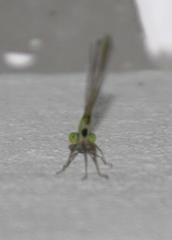 Argentagrion ambiguum
