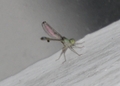 Argentagrion ambiguum