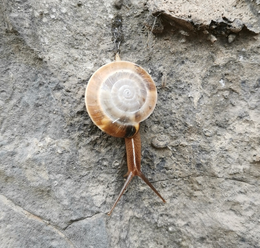 Laeocathaica carinifera