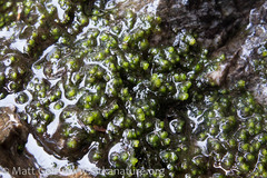 Scapania undulata