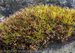 Schistidium maritimum