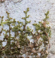 Frullania nisquallensis