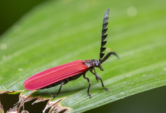 Dictyoptera