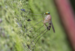 Neurigona squamifera