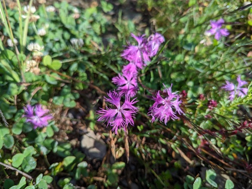 Dianthus pygmaeus, photograph 3