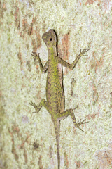 Draco melanopogon