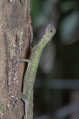 Draco melanopogon