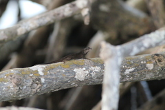 Anolis sagrei
