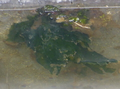 Ulvaceae