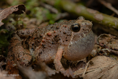 Butler's Chorus Frog photo 2