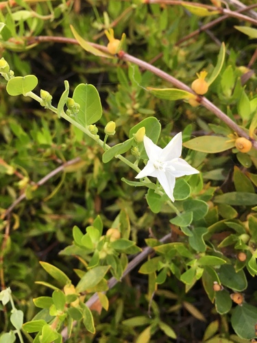 Jacquemontia reclinata image