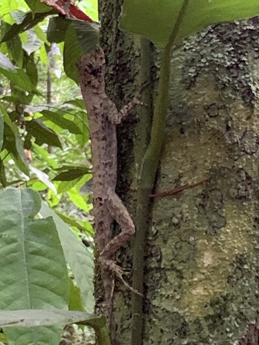 Anolis capito