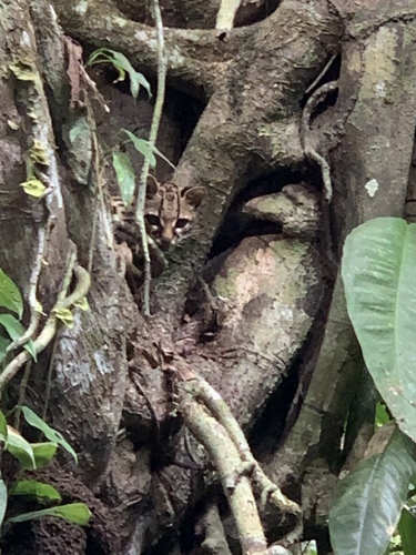 Leopardus wiedii