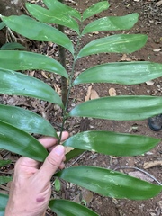 Zamia fairchildiana