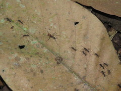 Eciton burchellii parvispinum