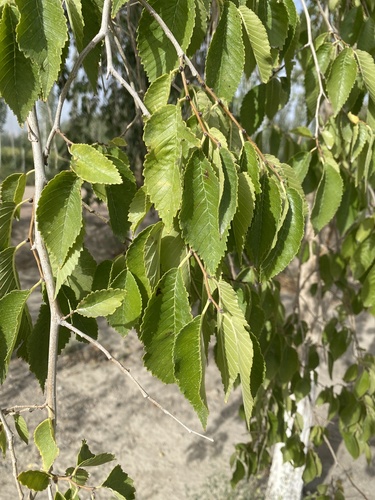 Siberian elm