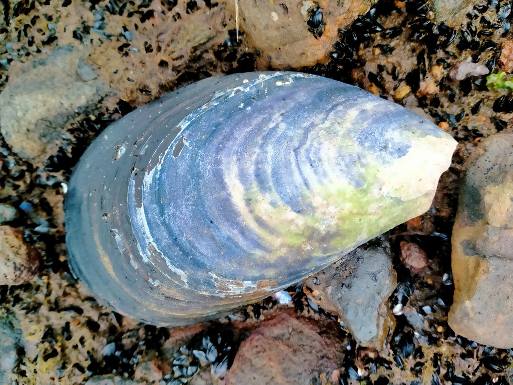 Tasmanian Blue Mussel from Auckland islands, Auckland Islands Motu