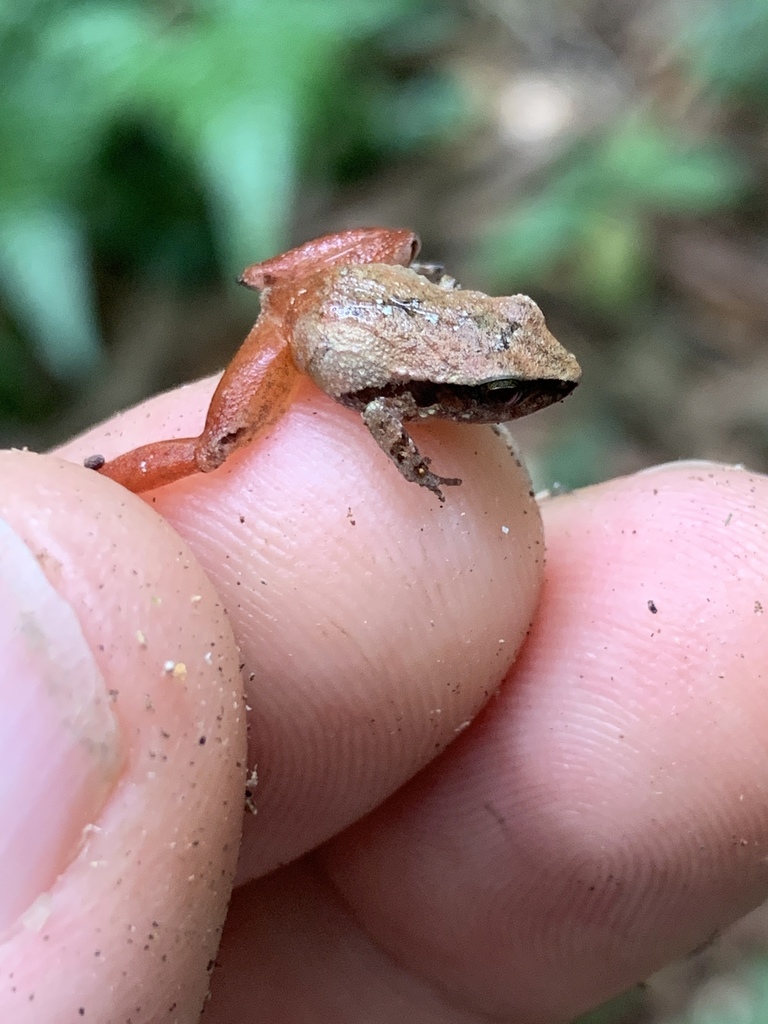 Stejneger's Robber Frog